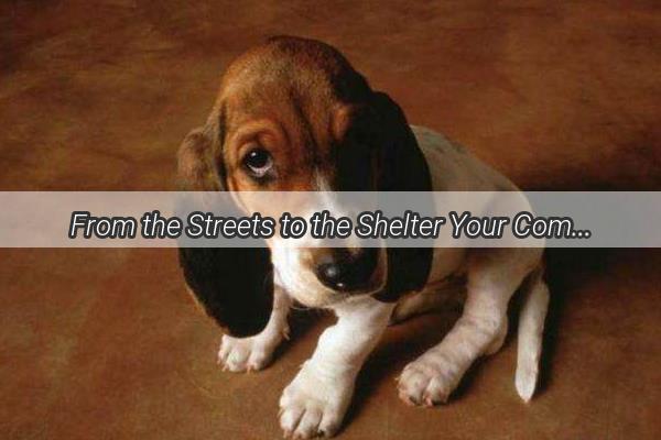 From the Streets to the Shelter Your Community Proof Can Be the Lifeline a Dog Needs